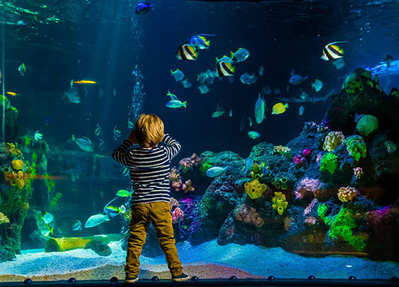 آماده سازی آب آکواریوم و نکات مهم آن آماده سازی آب آکواریوم و نکات مهم آن