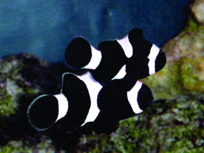 دلقک ماهی اسلاریس سیاه و سفید (جفت)