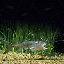 پارو ماهی (گربه ماهی منقار قاشقی)