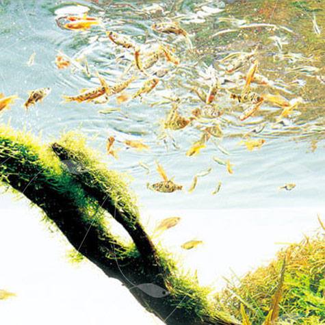 غذای مخصوص ماهیان ساکن آکواریوم های پلنت (فیش فود ای پی)