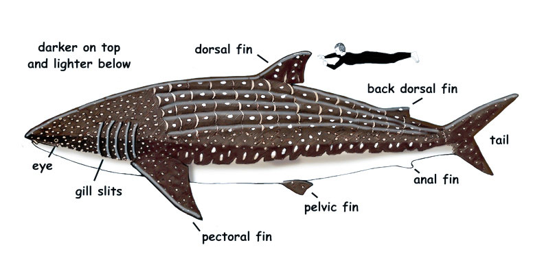 کوسه نهنگ