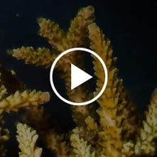 ویدیو با کیفیت از مراحل رشد مرجان آکورپورا