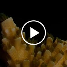 تایم لپس سفید شدن مرجان های SPS