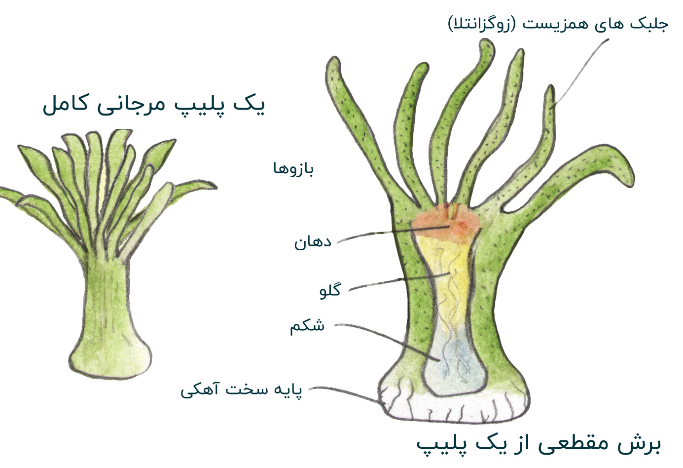 مرجان ها را بهتر بشناسید!