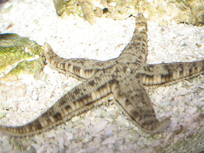 ستاره دریایی زیر شنی (ماسه الک کن)