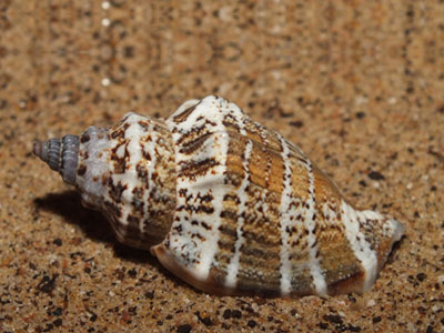 حلزون دریایی کانچ