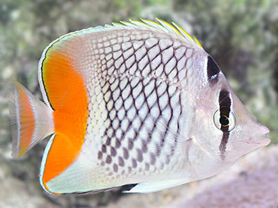 پروانه ماهی فلس مرواریدی (پرل اسکیل)