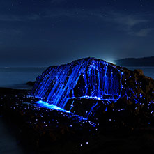 مبارزه با داینوفلاژله (Dinoflagellates)