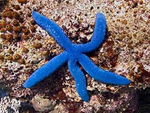 ستاره دریایی آبی