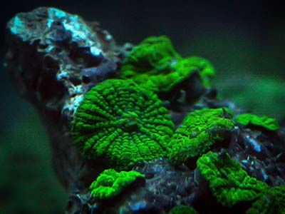 مرجان قارچ سبز متالیک