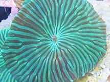 مرجان قارچ سبز استریپ