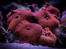 مرجان قارچ قرمز متالیک
