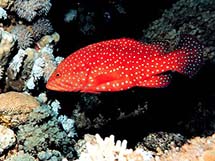 هامور ماهی قرمز خال آبی