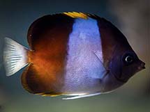 پروانه ماهی هرمی مشکی