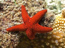 ستاره دریایی قرمز