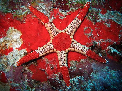 ستاره دریایی الگانس