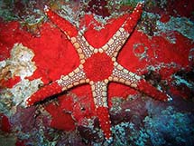 ستاره دریایی الگانس
