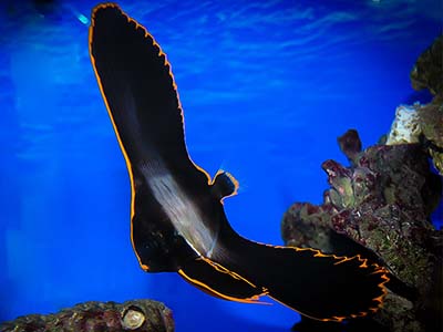 خفاش ماهی پیناتوس