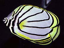 پروانه ماهی مایر