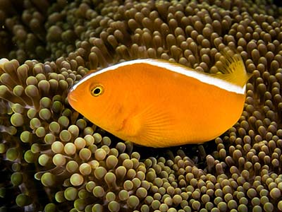 دلقک ماهی اسکانک نارنجی
