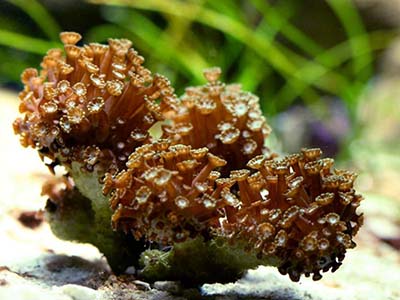 مرجان شقایق سنگ شاخه ای