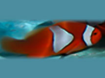 دلقک ماهی اسلاریس فانتزی