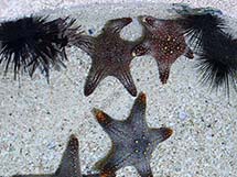 ستاره دریایی بزرگ چند رنگ