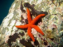ستاره دریایی میله ای نارنجی