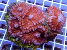 مرجان قارچ روداکتی