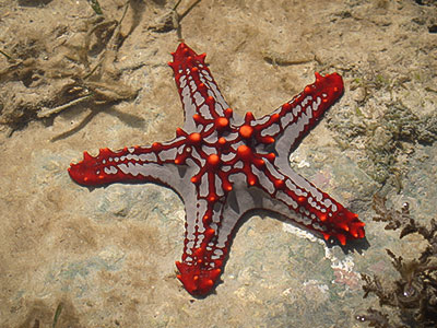 ستاره دریایی خار قرمز