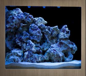 Saltwater Aquarium