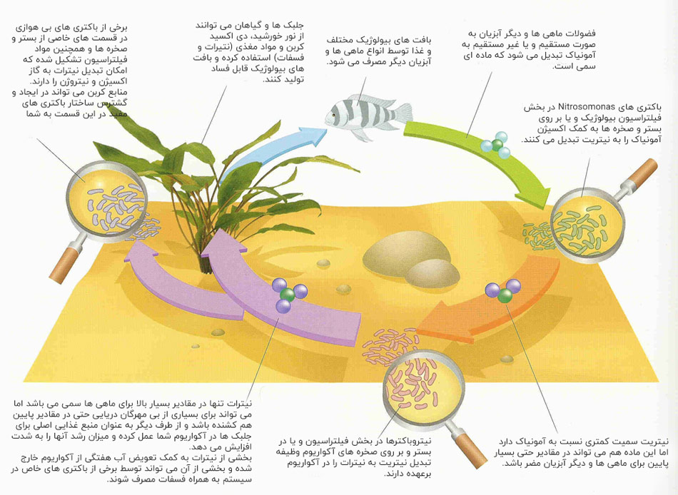 دوازده نکته قبل از راه اندازی آکواریوم