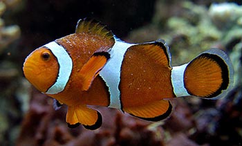 ich clown fish