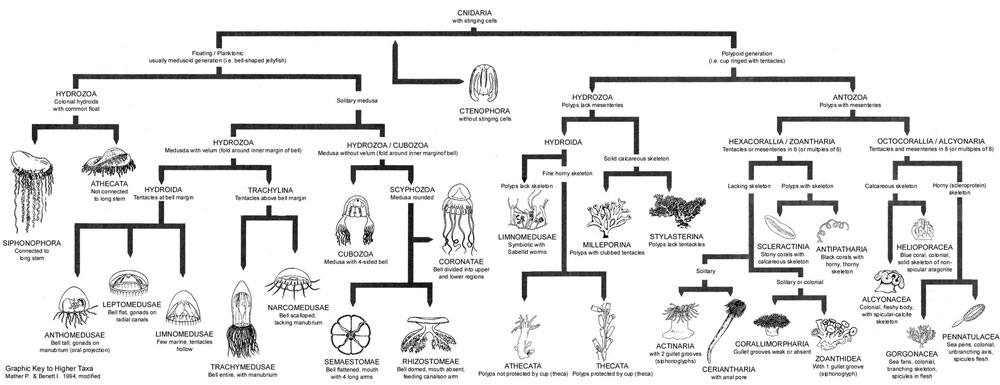 کیسه تنان (CNIDARIANS)