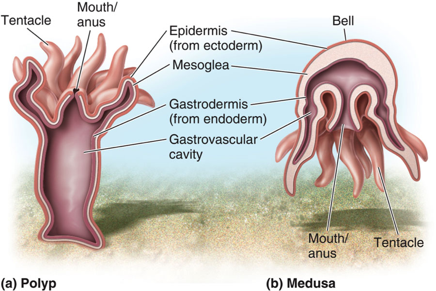 کیسه تنان (CNIDARIANS)