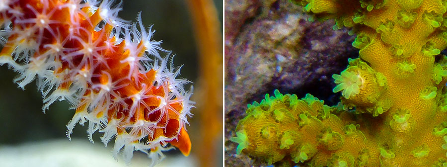 کیسه تنان (CNIDARIANS)