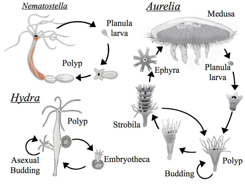 کیسه تنان (CNIDARIANS)