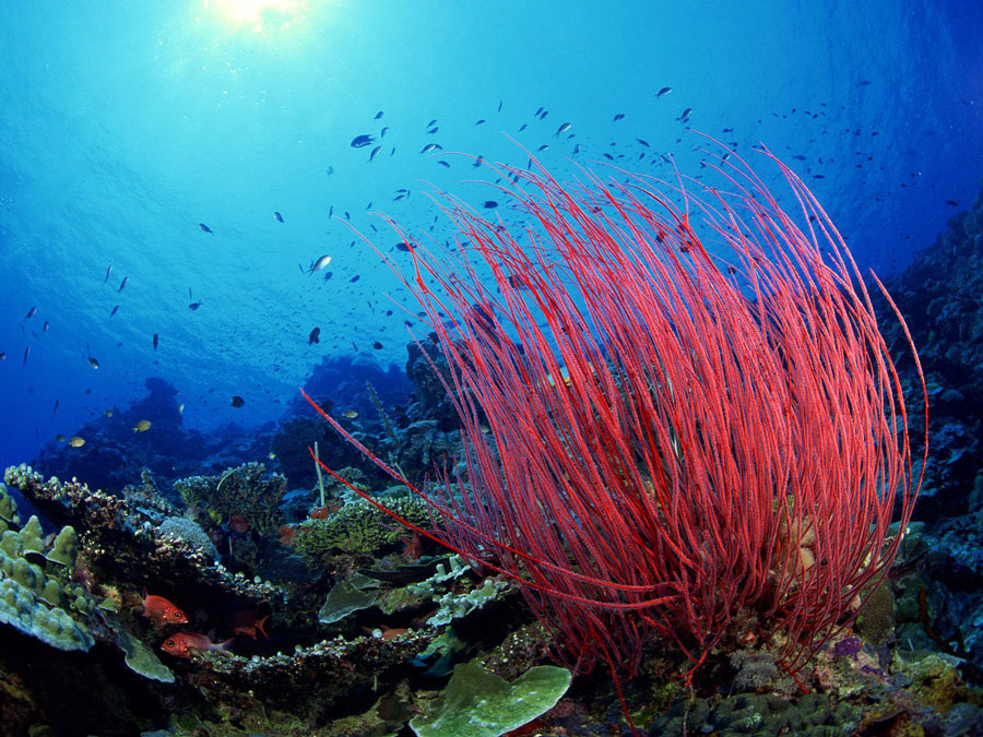کیسه تنان (CNIDARIANS)