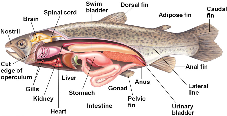 انواع ماهی ها؛ قسمت 3