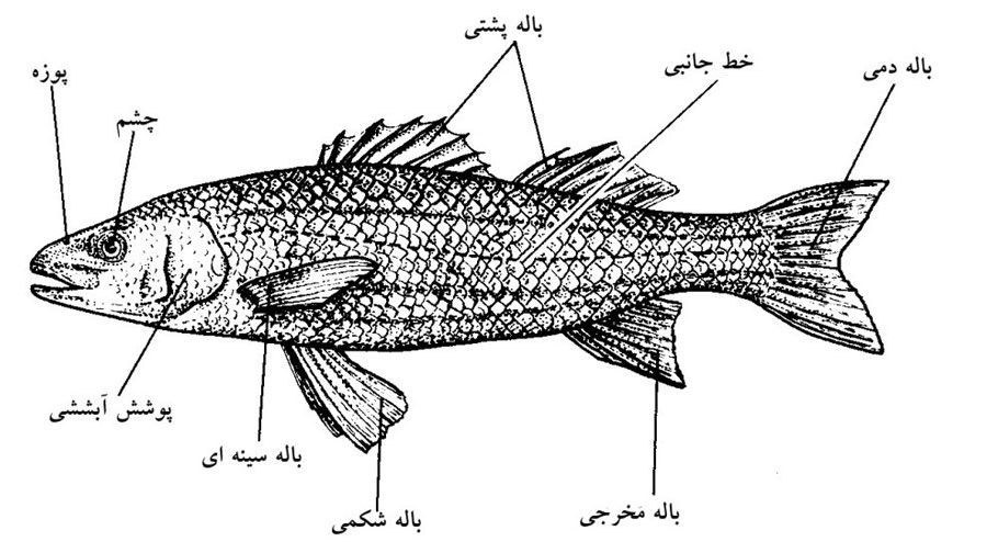 انواع ماهی ها؛ قسمت 2
