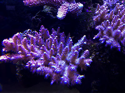 مرجان آکروپورا آبهای عمیق