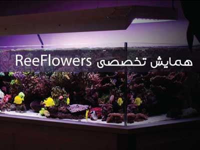 بررسی و معرفی محصولات ReeFlowers