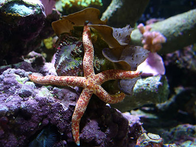 ستاره دریایی میله ای چند رنگ