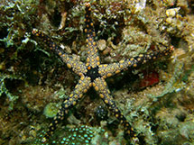 ستاره دریایی هافر من